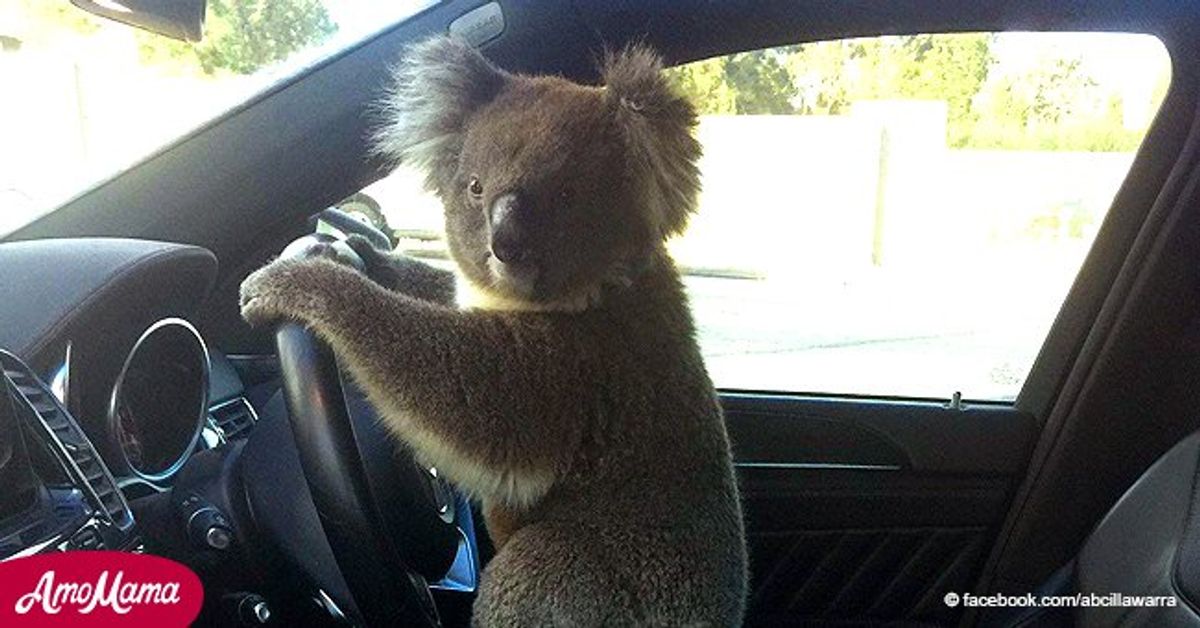 Australien Koala Wurde Aus Dem Verkehrschaos Gerettet