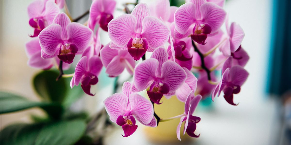 Wie du deine Orchidee 20 Jahre lang am Leben erhältst und andere Tipps