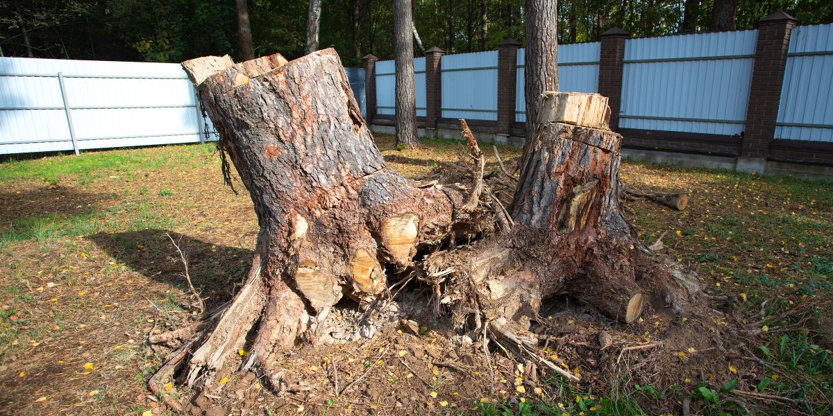 Der Nachbar war neidisch auf unseren 200 Jahre alten Baum und fällte