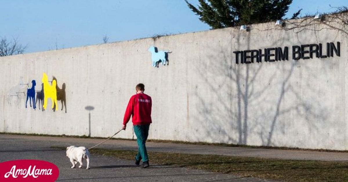 Europas Größtes Tierheim: AmoMama Stellt Das Tierheim Berlin Vor